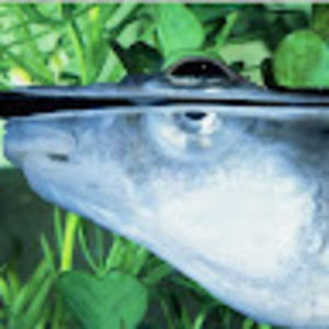 Meet your Posher, Joshua